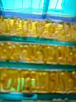 Thumbs/tn_Dsc01575.jpg